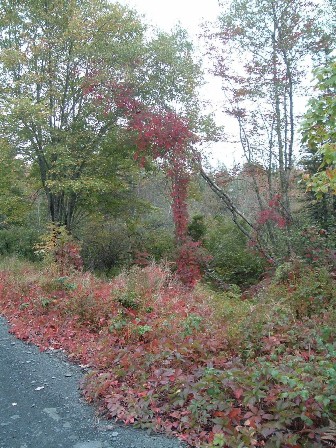 SS AV trail in the fall